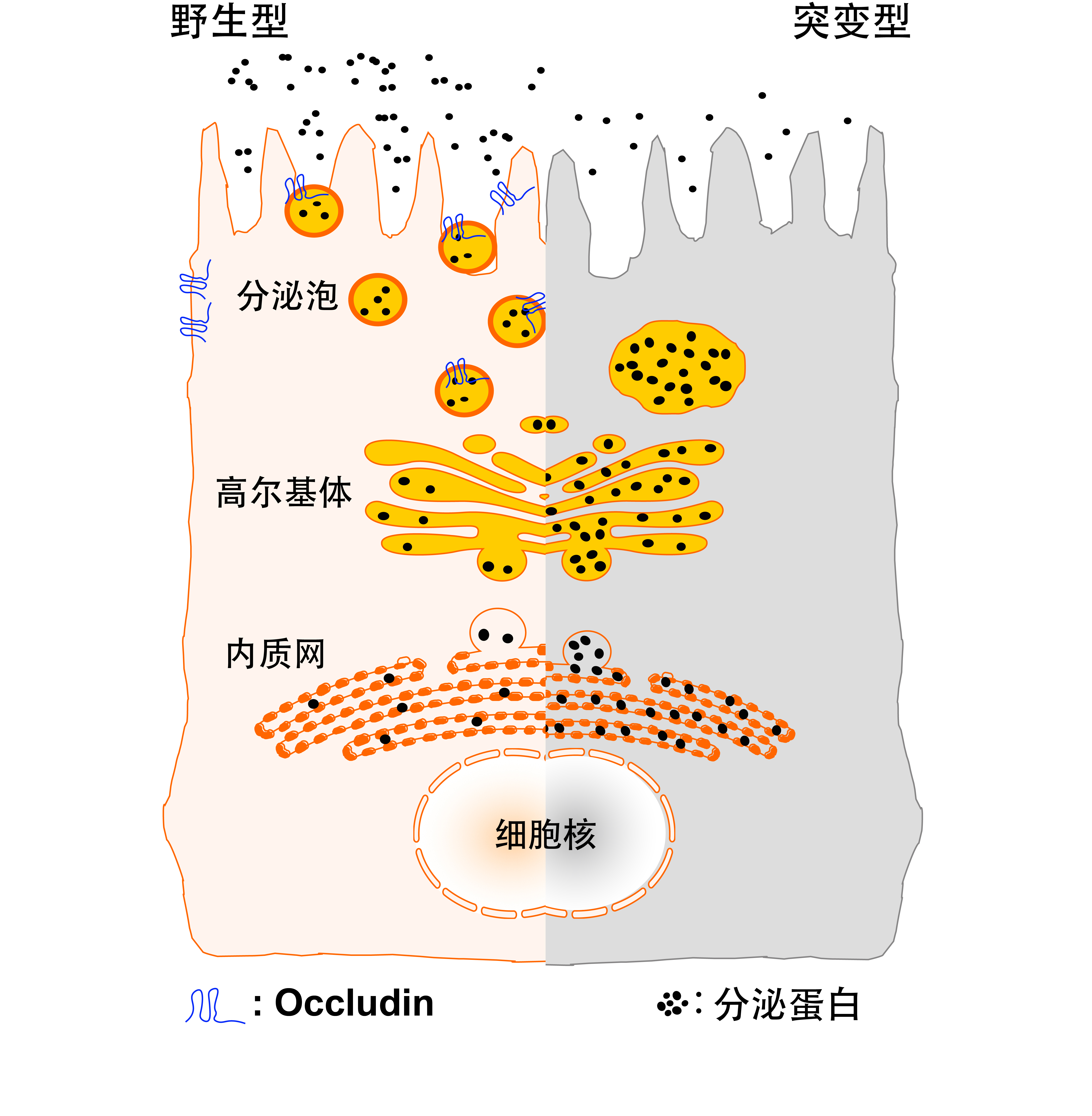 生命学院吕鹏飞课题组揭示传统紧密连接组分闭合蛋白