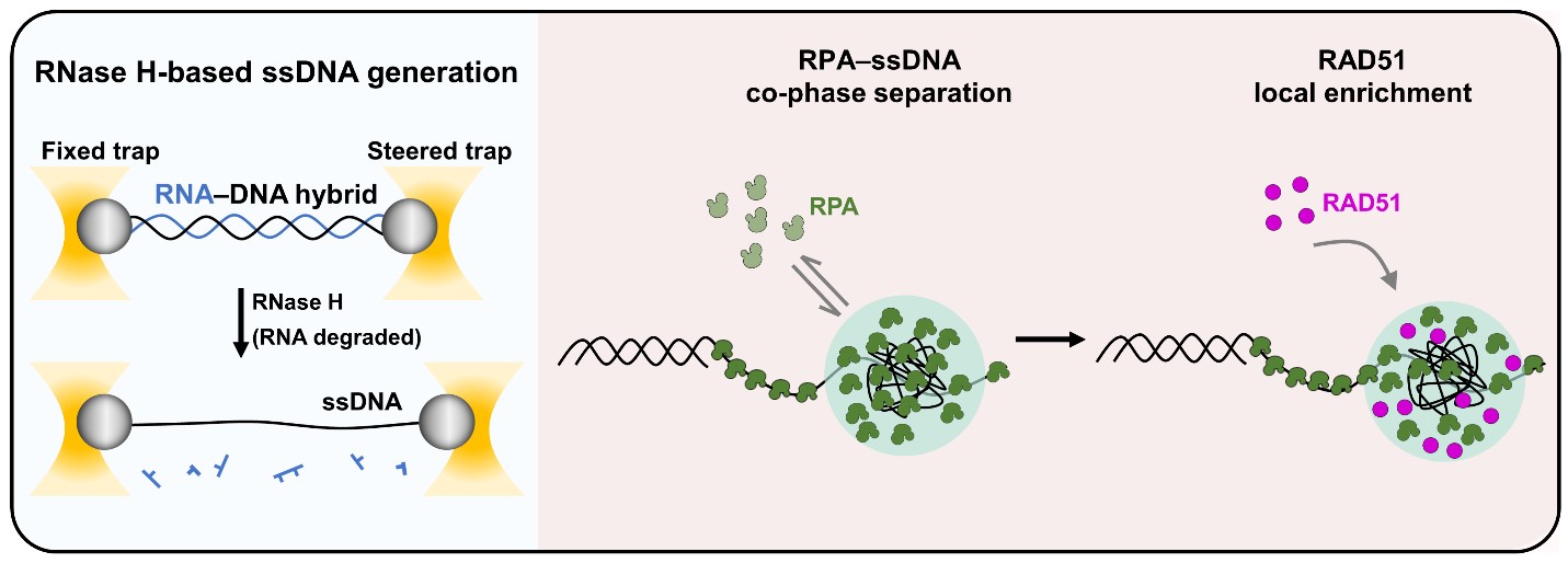 Em Rpa Ssdna 中文信息