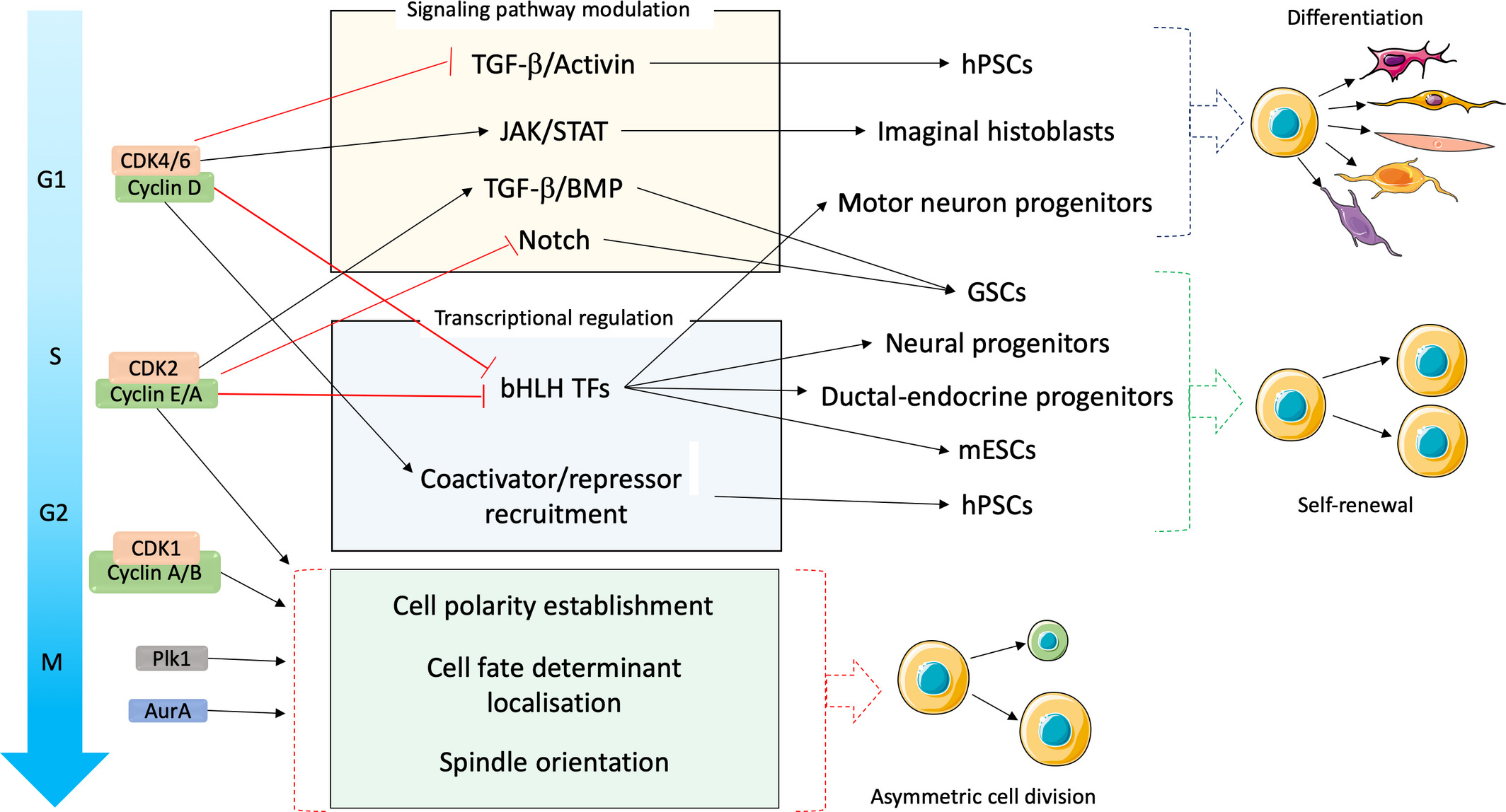 Cell cycle regulators as coordinators of the cell cycle and differentiation