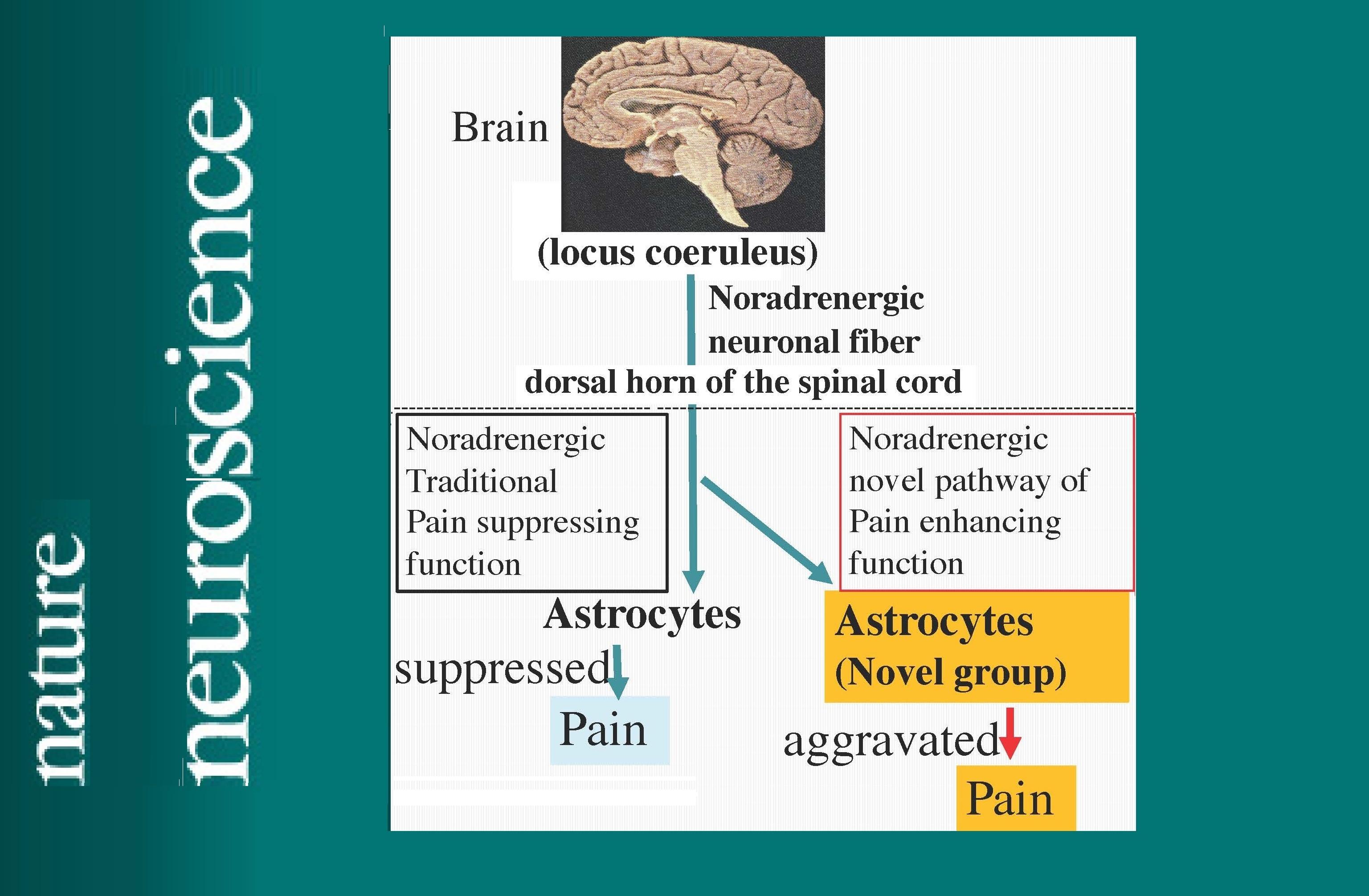 Noradrenergic Regulation of Pain by a Novel Type of the Spinal Cord Astrocytes