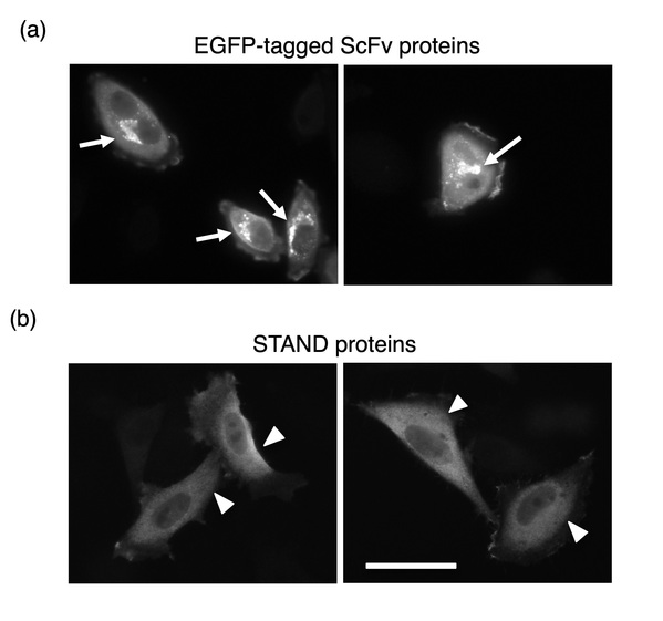 SIAIS Professor Publishes An Ultra stable Cytoplasmic Antibody Engineered To Be Fully Functional 
