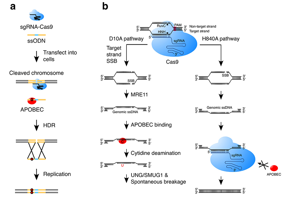 ShanghaiTech Scientists Reveal APOBEC's Effect On Gene Editing