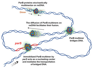 生命学院孙博课题组揭示ParB蛋白随机多聚化调控DNA组装机制