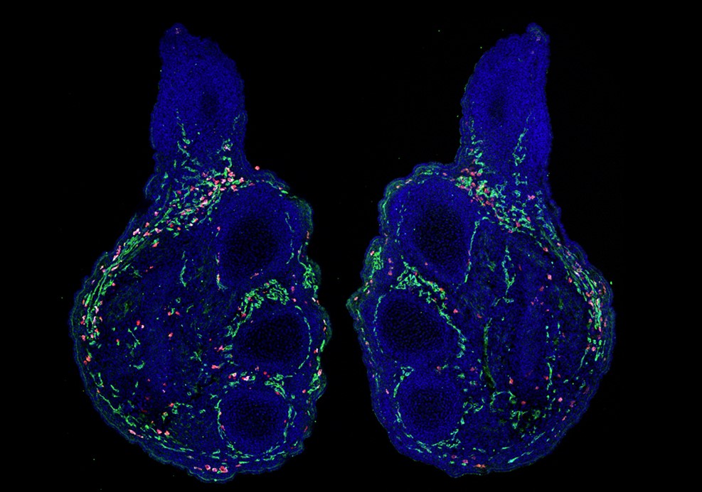 Molecular Imaging Core Facility
