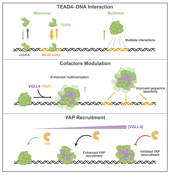 ShanghaiTech Researchers Reveal How the Hippo Pathway Transcription Factor TEAD4 Binds DNA