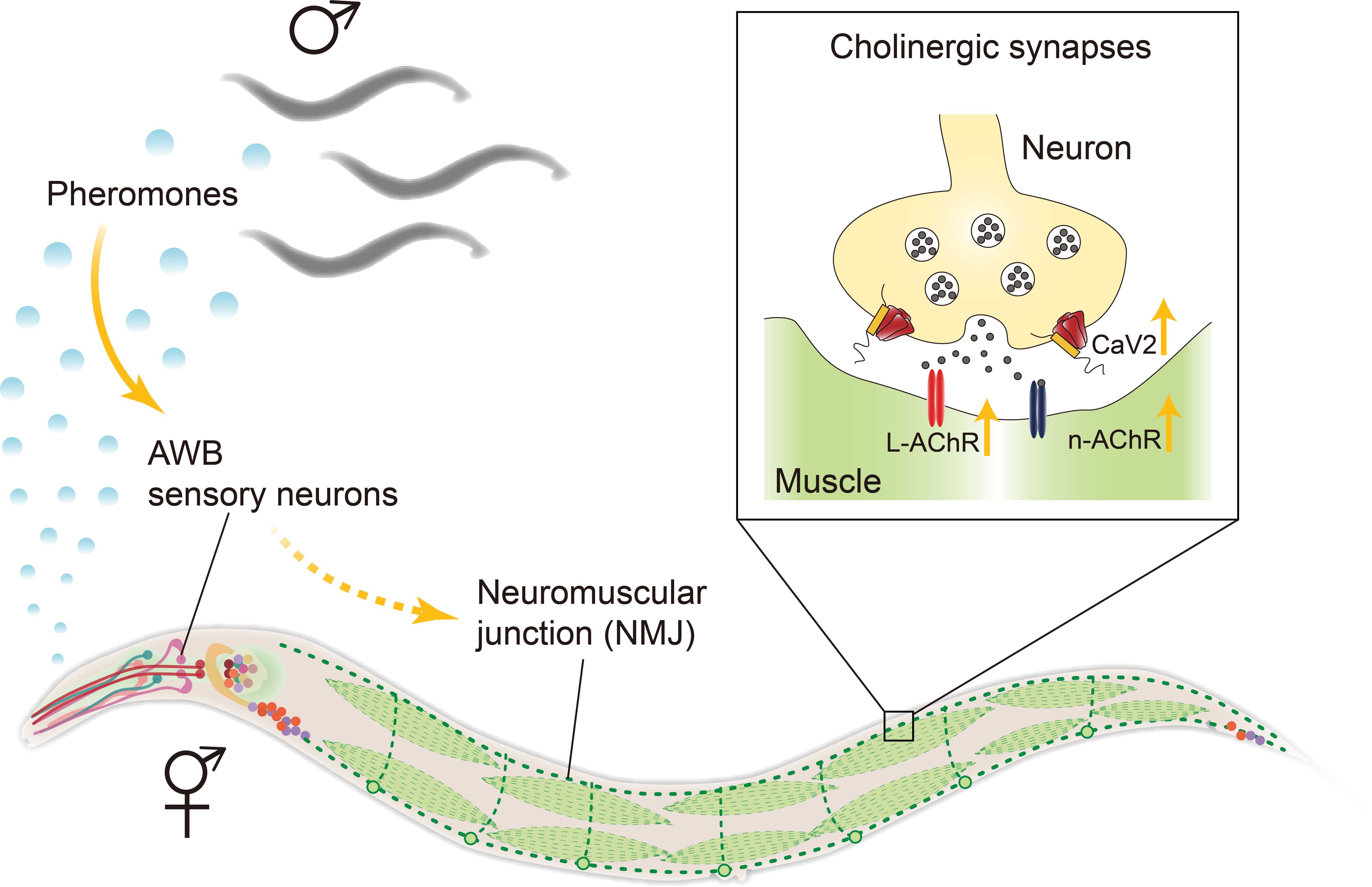 Slst Researchers Discover Sex Specific Pheromone Modulation Of Synaptic Transmission